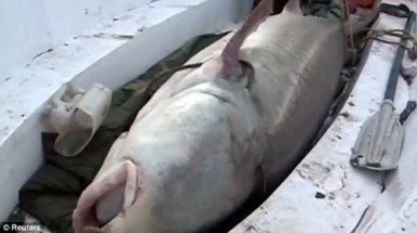   Bắt được cá nặng hơn nửa tấn trên sông Hắc Long Giang  