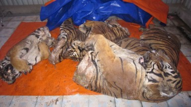  Nghệ An: Truy đuổi bắt xe hơi chở thịt 3 con hổ