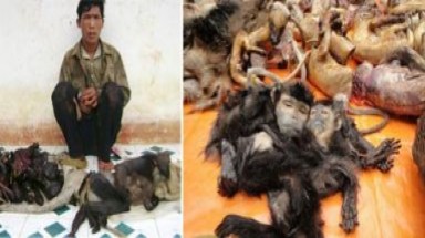 Kinh hãi cách đối xử với loài voọc