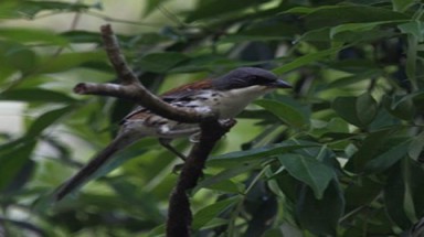  Phát hiện loài chim quý ở Đắk Lắk