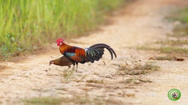  Một số loài gà có sắc màu rực rỡ ở Việt Nam