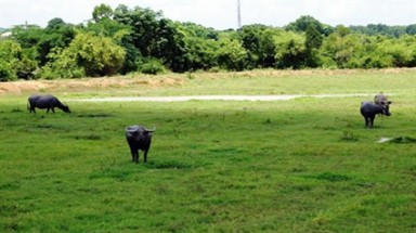  Bình Dương: Trâu húc nhiều người bị trọng thương 