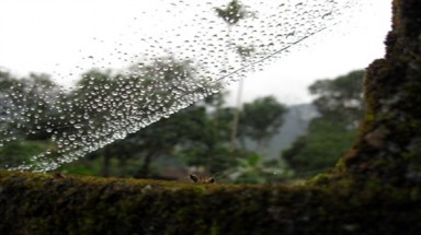  Độc đáo "Lưới sương "