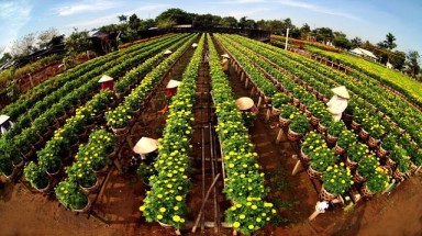 Đồng Tháp phát triển nghề trồng hoa cảnh công trình