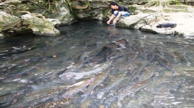  Kỳ bí những ao “cá thần” trăm tuổi ở Yên Bái