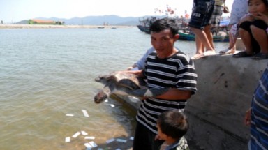   Nghệ An:Thả con vích do ngư dân bắt được về biển