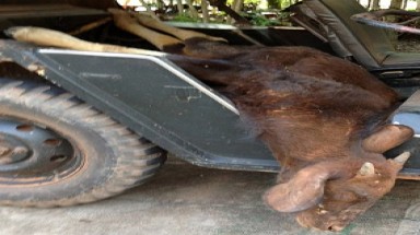 Bò tót quý hiếm chết vì dính bẫy thợ săn