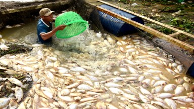 Phó Thủ tướng yêu cầu xác định nguyên nhân cá chết trên sông La Ngà
