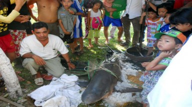 Bình Định: Sáng nay lại bắt được cá mập ở biển Quy Nhơn