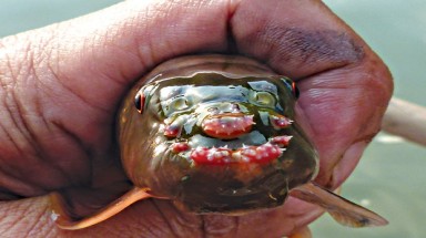  Kỳ lạ loài cá cạp... đá mà ăn