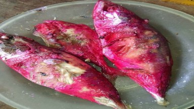 Hà Tĩnh: Cá kho chuyển màu đỏ bất thường