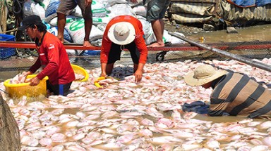 1.500 tấn cá chết trắng sông La Ngà: Công an đã vào cuộc điều tra