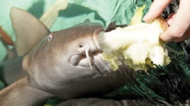  Cá mập suy dinh dưỡng vì thích ăn chay