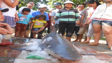  Bình Định: Bắt được cá mập con tại biển Quy Nhơn