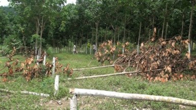 Phú Yên điều tra vụ phá hoại hàng trăm cây cao su