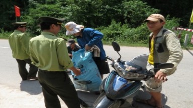  Quảng Bình sẽ kiểm tra hiện trường vụ chặt 3 cây sưa