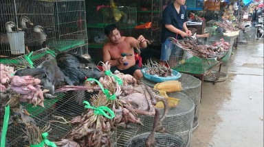 Ủng hộ đóng cửa các chợ bán động vật hoang dã và cấm phá rừng để ngăn ngừa các đại dịch trong tương lai