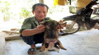  Phát hiện chó có 6 chân ở Hà Tĩnh