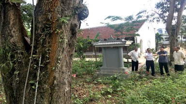 Chuyên gia VACNE hướng dẫn Chăm sóc, chữa trị bệnh cho cây Muỗm tại Từ Liêm, Hà Nội