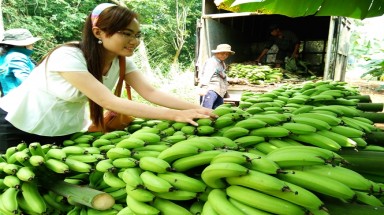  Chuối Nam Mỹ “vỡ mộng” xuất khẩu 