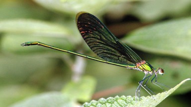  Khám phá các loài chuồn chuồn Việt Nam