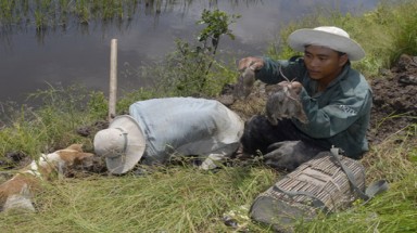 An giang: Mỗi ngày kiếm bạc triệu nhờ... chuột
