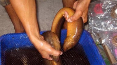  Cà Mau: Xuất hiện  lươn “khủng” bụng màu vàng óng 