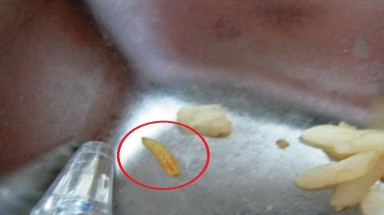  BRVT: Cơm trưa của công nhân có dòi