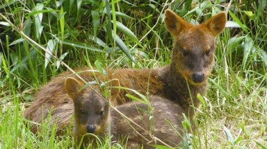  Loài hươu nhỏ nhất thế giới