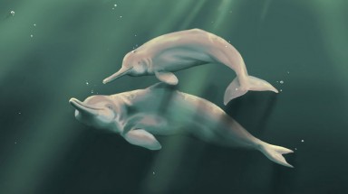  Cá heo nước ngọt sắp bị tuyệt chủng