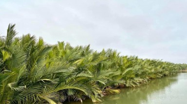 Dựng "bê-tông" xanh trên phá Tam Giang
