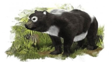  Gấu trúc từng sinh sống tại châu Âu