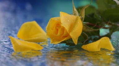 Những bông hồng vàng