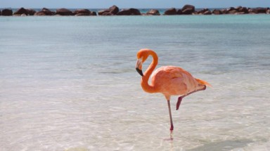 Lý do hồng hạc ngủ đứng một chân