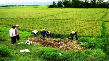  Nghệ An: Xuất hiện cúm H5N1 trên đàn vịt