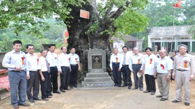  Phú Thọ: 7 cây Đại và cây Thị cổ thụ được vinh danh Cây Di sản 