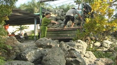 Khánh Hòa: Ngăn chặn nạn khai thác, vận chuyển san hô trái phép