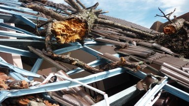 Thông cổ thụ đổ trúng biệt thự bạc tỷ