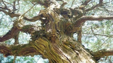  Đà Lạt: Cây tùng giá tiền tỷ nhưng chỉ ... ngắm