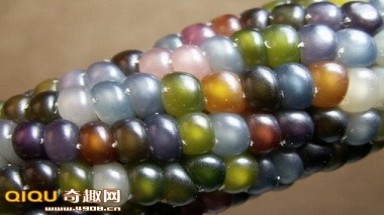   Lai tạo thành công giống ngô Lạ: chuyển 7 màu khi được nấu chín