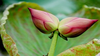 Loài sen đẹp Tịnh Đế Liên: Hai bông hoa nở cùng một cuốn