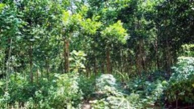 Cà Mau: Trồng rừng keo lai gặp nhiều khó khăn