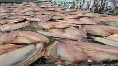 “Giải oan” cá dứa Cần Giờ