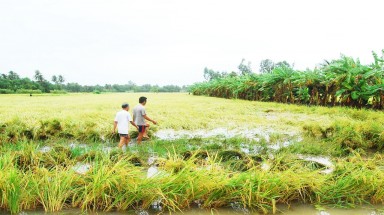Mưa lớn gây ngập úng hàng nghìn ha lúa Hè thu ở Bạc Liêu