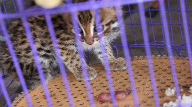  Hà Giang:  Giải cứu kịp thời một cá thể mèo rừng quý hiếm