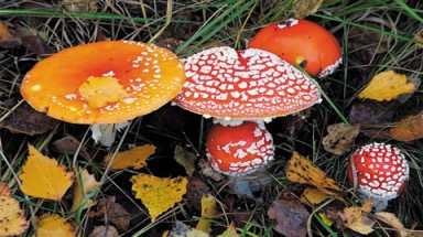 Nấm độc gây chết người