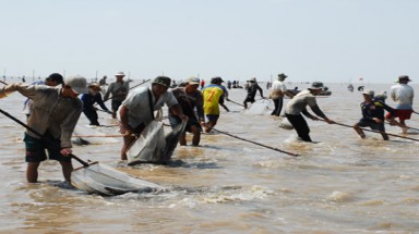 Cà Mau: Các hợp tác xã nuôi nghêu ở Ngọc Hiển tan rã 