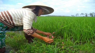 Vỏ cây sui diệt ốc bươu vàng?