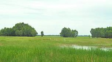  Tỉnh Đồng Tháp ghi nhận đóng góp bảo tồn của WWF 