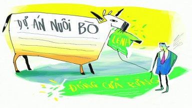 Phú Yên chủ trương "phá rừng để nuôi bò"